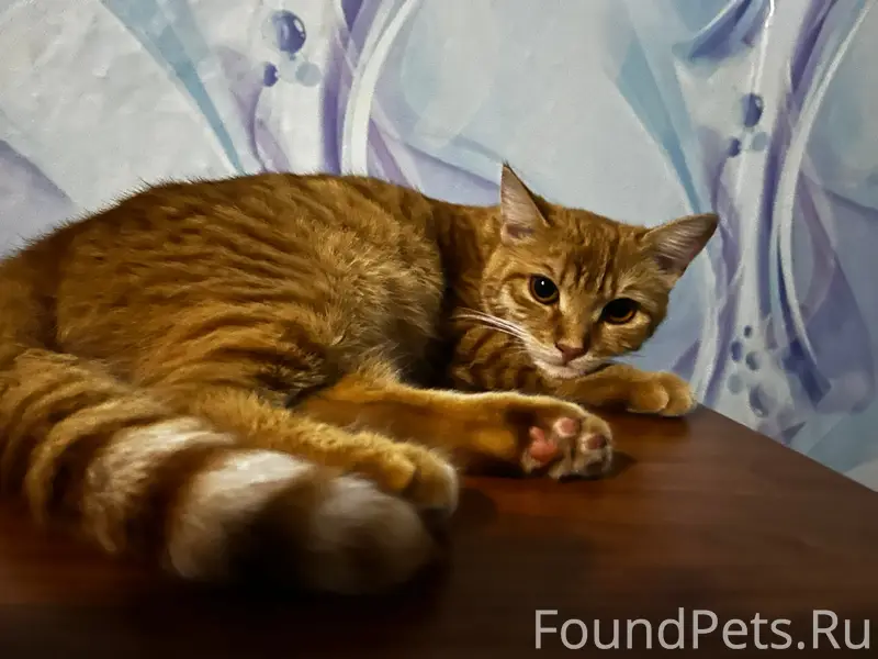 Пропала кошка Муська, район Должанской больницы