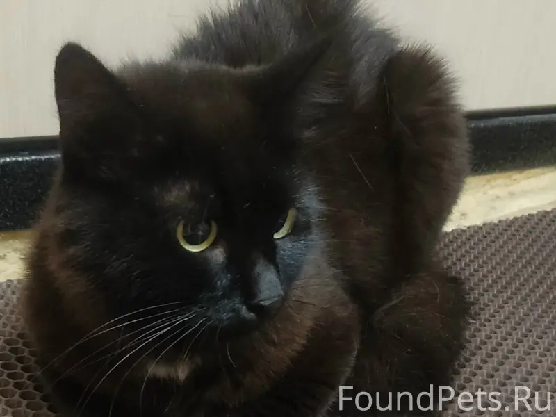 Найдена кошка, Патоличева 29