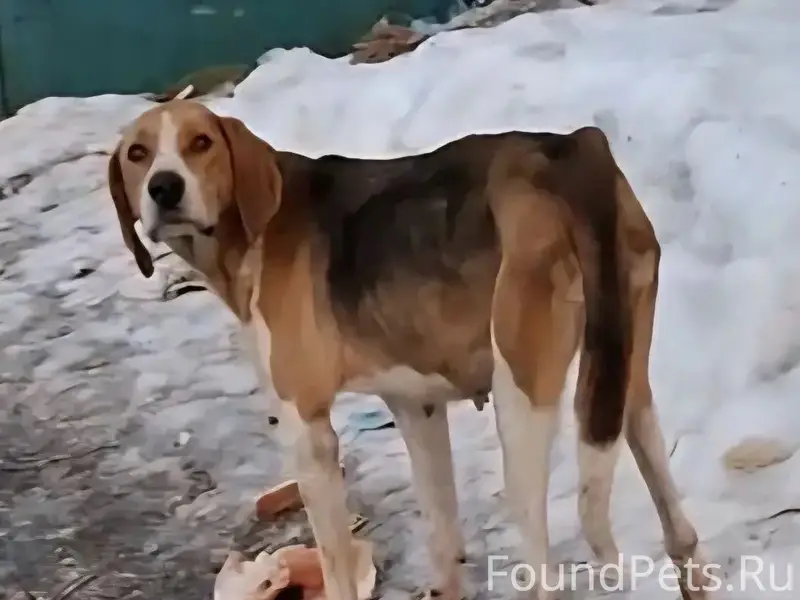Найдена охотничья собака, состояние истощения