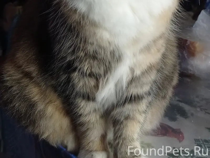 Пропала кошка, улица Суворова