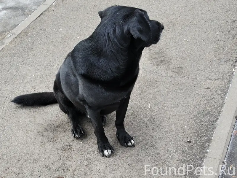 Найден черный кобель