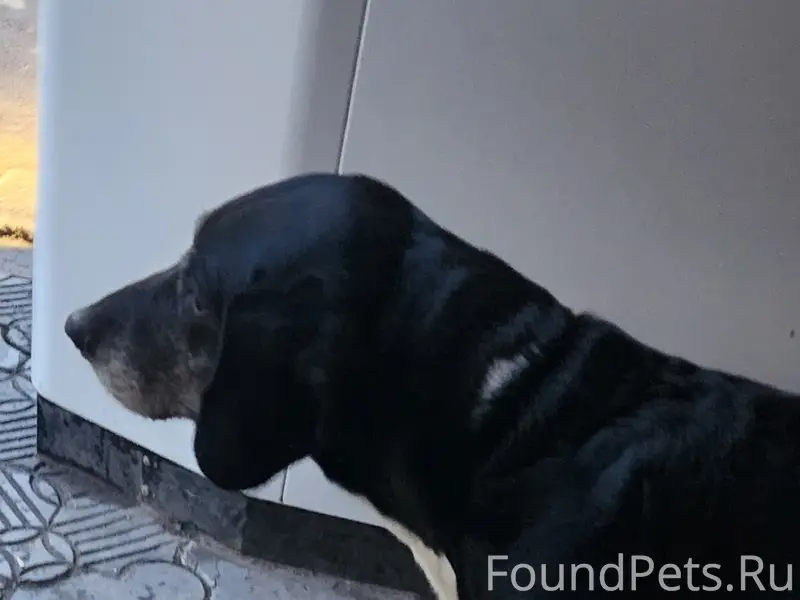 Найденна взрослая собака, Севастополь, бухта Казачья