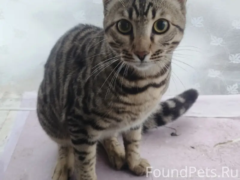 Найден кот, Ленинский район