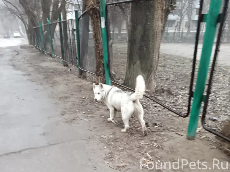 Найден хаски, Столетова 48