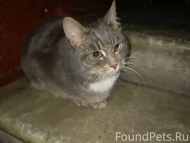 Найдена кошка, Химки