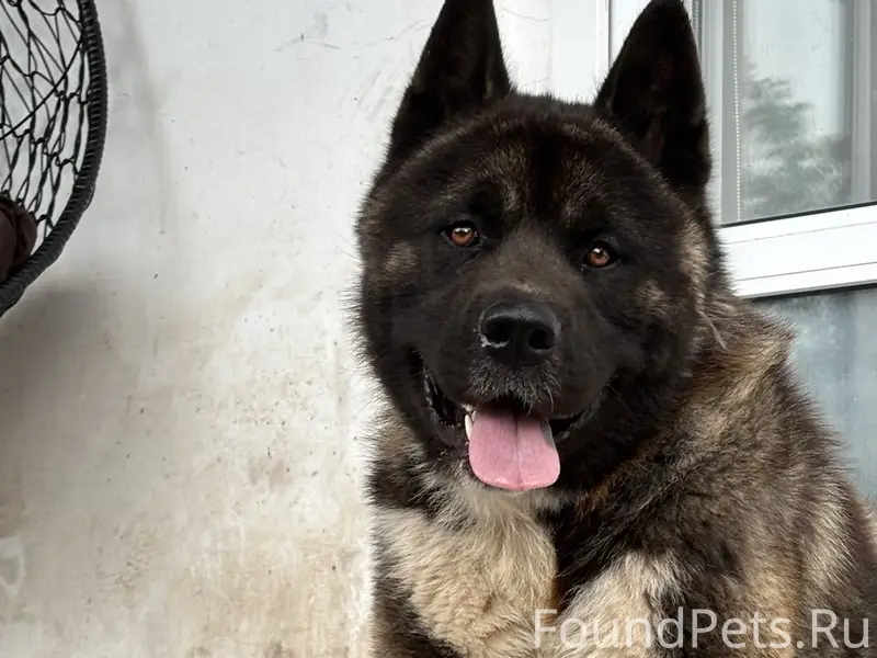 Пропала собака (не агрессивная)Американская Акита город Стаханов  район ВГСЧ,центральный рынок По кличке Джек  Без ошейника  Просьба нашедшим или кто владеет какой информацией позвонить по номеру +79591360272