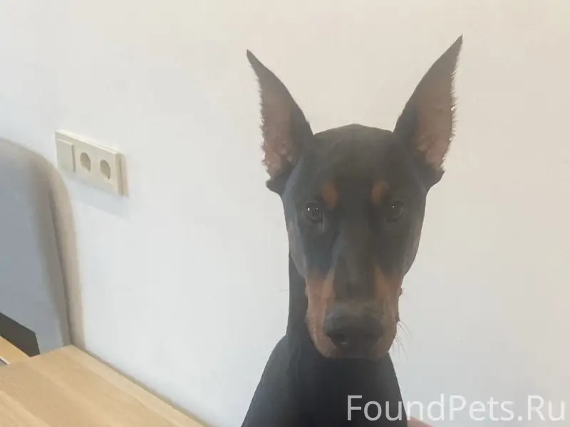 Пропал Доберман Доби, ошейник, ласковый