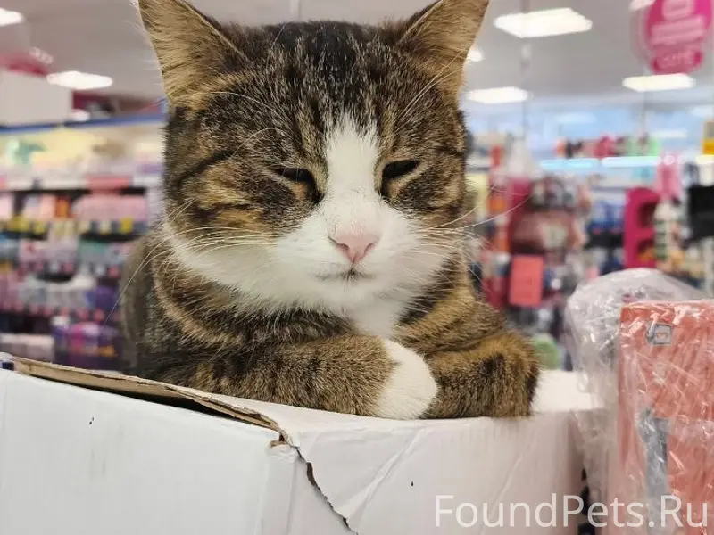 Пропала кошка, Чистый дом на Лермонтова