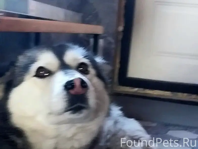 Пропала собака Нука, Шишковка