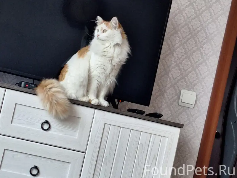 Пропал кот, свяжитесь по номеру