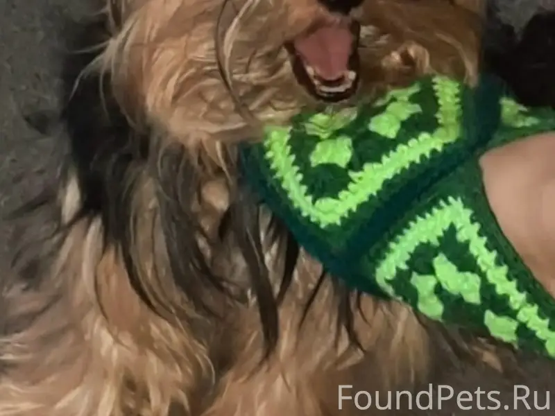 Пропал йоркширский терьер, район сода