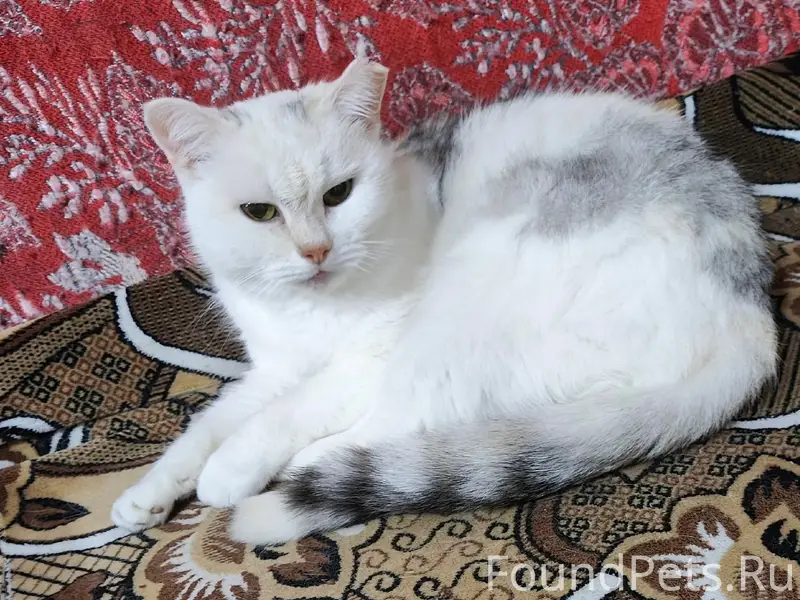 Пропала кошка,