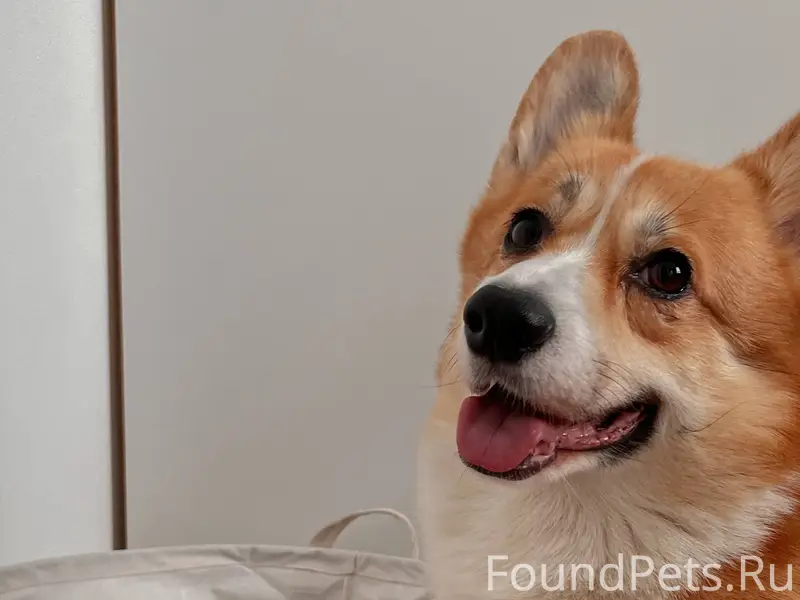 Пропал корги Микки, улица Розы Люксембург