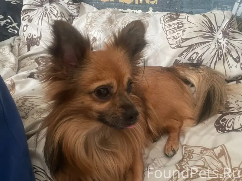 Пропала собака, на жилке