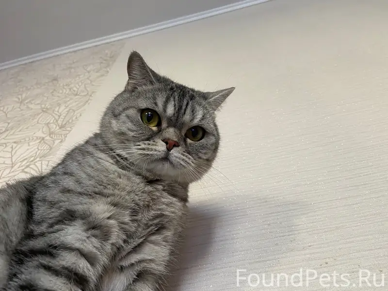 Пропал кот Амур