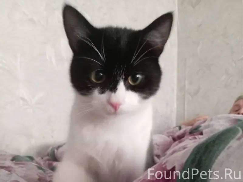 Пропал кот, д. Скородум