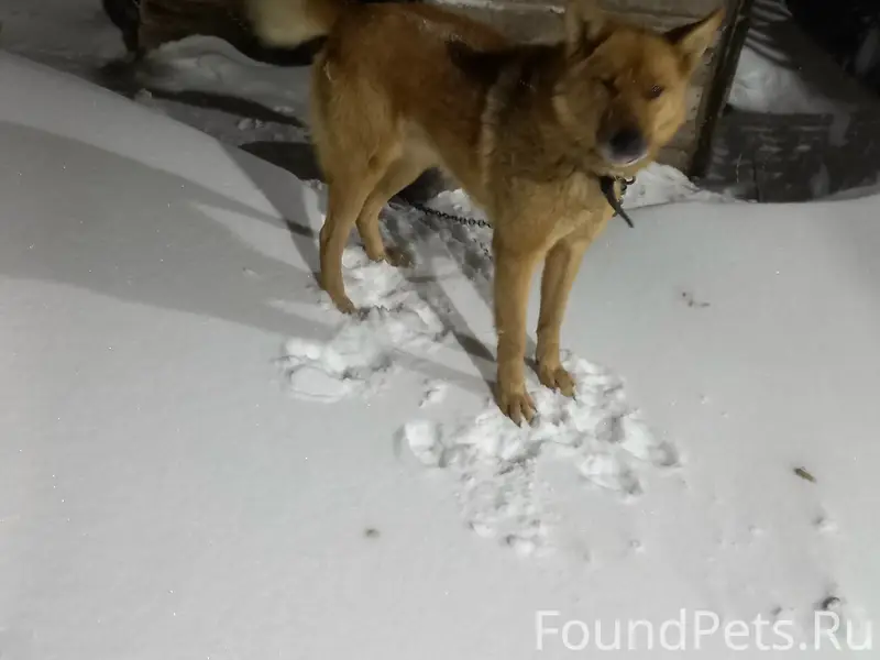 Пропал метис лайки Чип, Знаменка