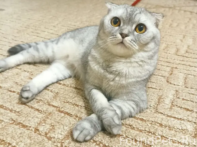 Пропал кот Бакс, мкр. Северный 7