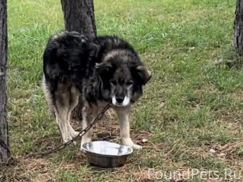 Пропал пёс Веня, КП «Березки»