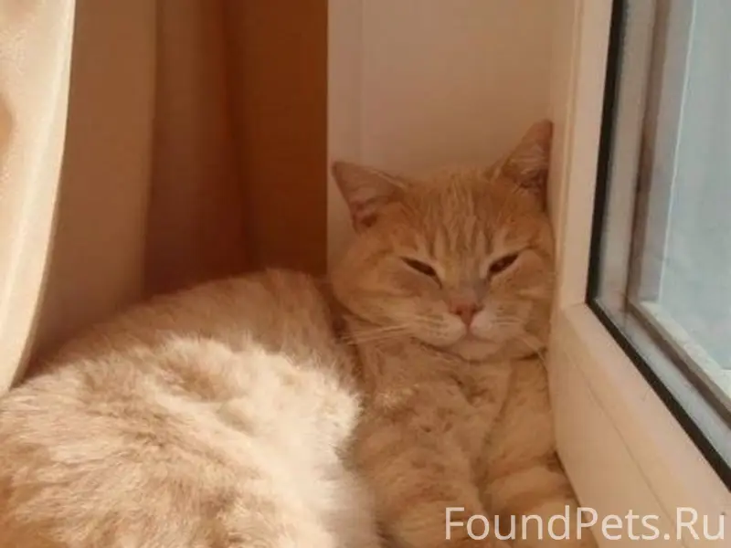 Пропала кошка,