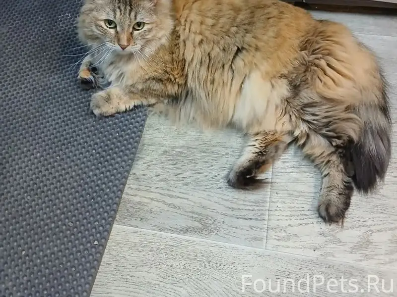 Пропала кошка Элька, район Баргузина