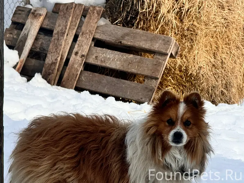 Пропала собака, [место не указано]