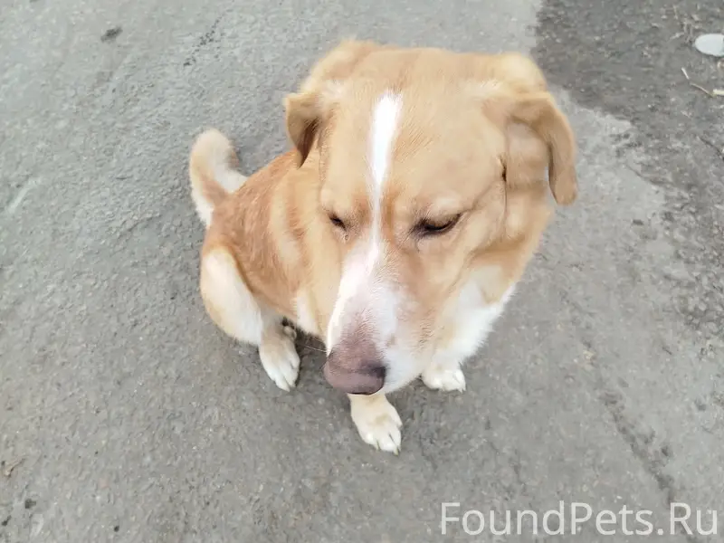 Найден пёс, Коломна, Колычево