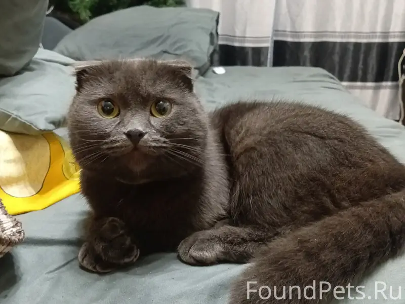 Пропал кот, на шее светлый ошейник