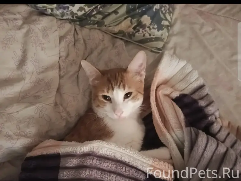 Пропал рыжий кот Шота, ул. Лобкова