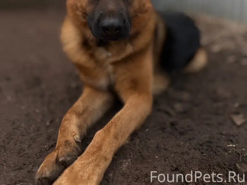 Пропала немецкая овчарка, нет данных о месте пропажи