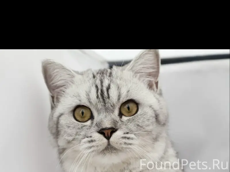 Пропала кошка Лиза, Гатчина