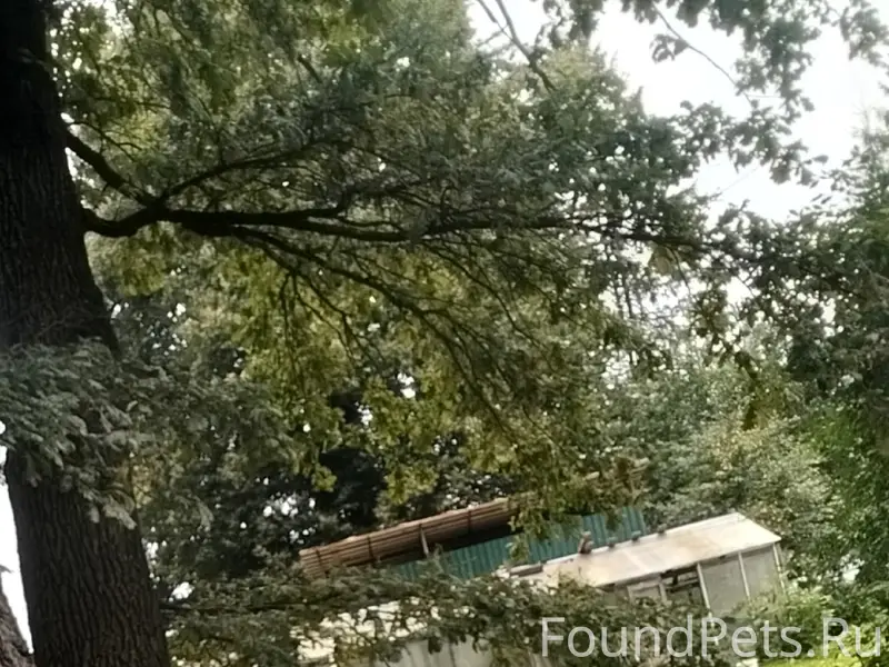 Пропал пёс Еджик, Дрожжино