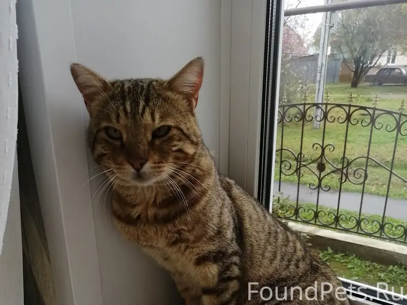 Пропал кот, район школы №7