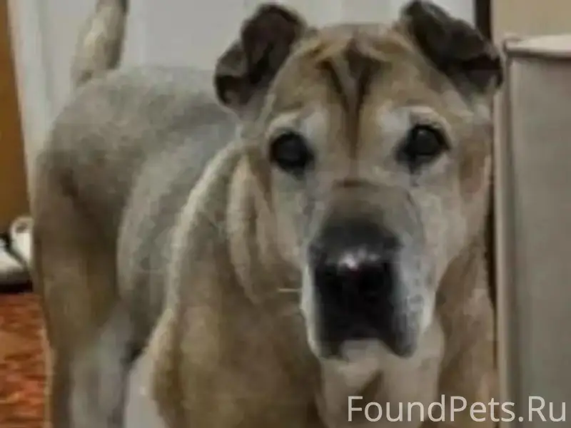 Пропала собака Плюша, метис шарпея, Краснодар