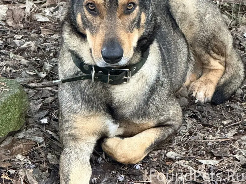 Пропал пёс Рэм, Андреевка