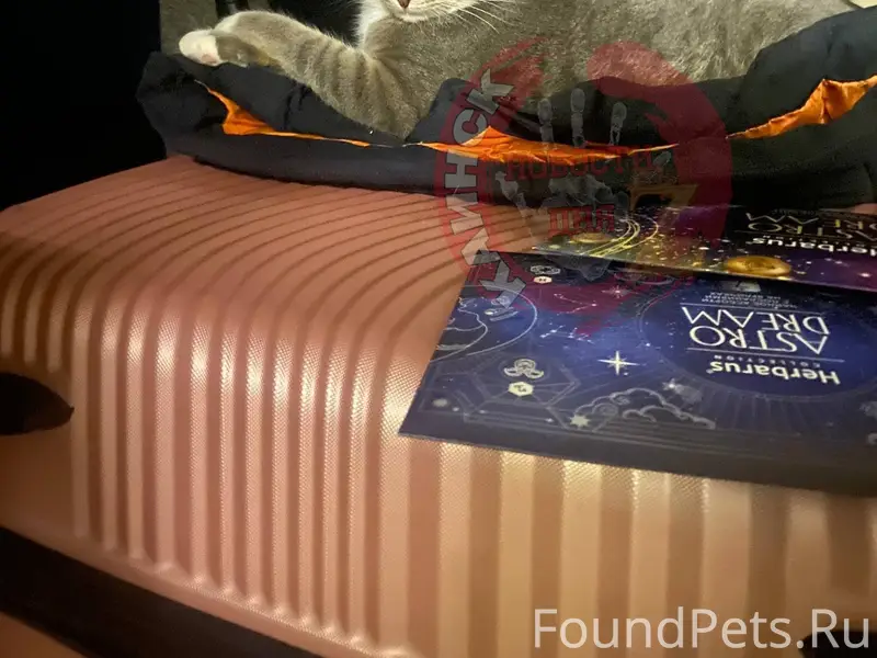 Пропал кот Тоша, Мошнянка