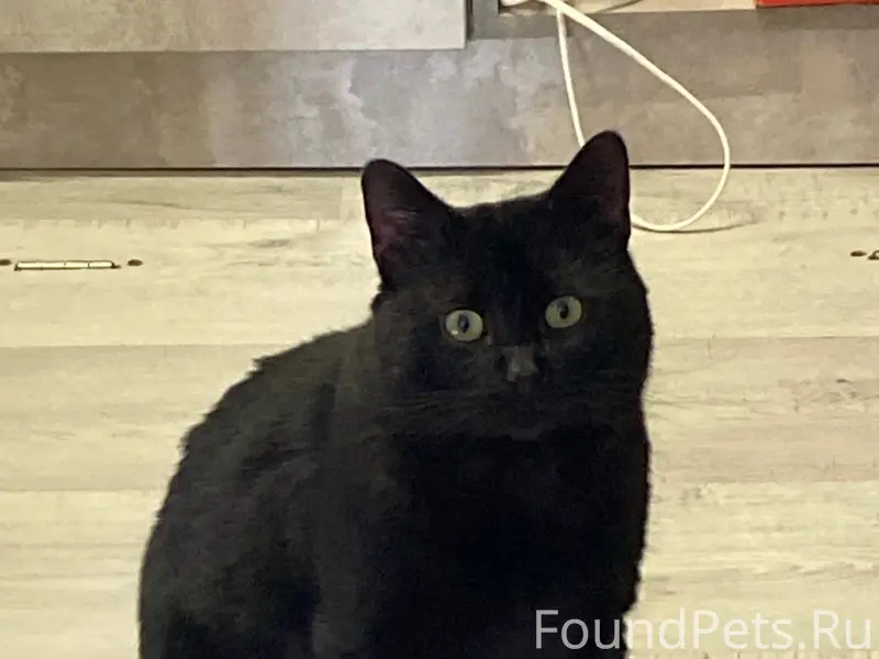 Пропал черный кот, район Первомайская