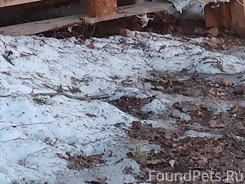 Найден котик, Сортировка, Иваново