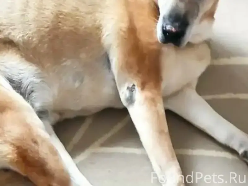 Пропала собака Плюша, метис шарпея, Краснодар