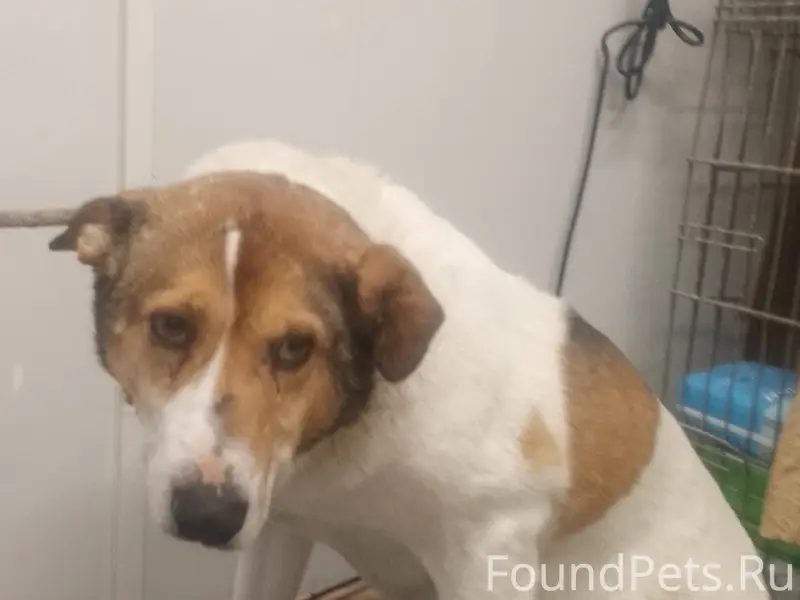 Пропала собака рыже-белого окраса, бирка в ухе