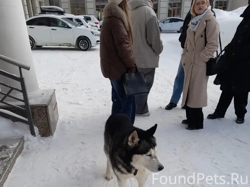 Найден Хаски, у ДК «Кирова»