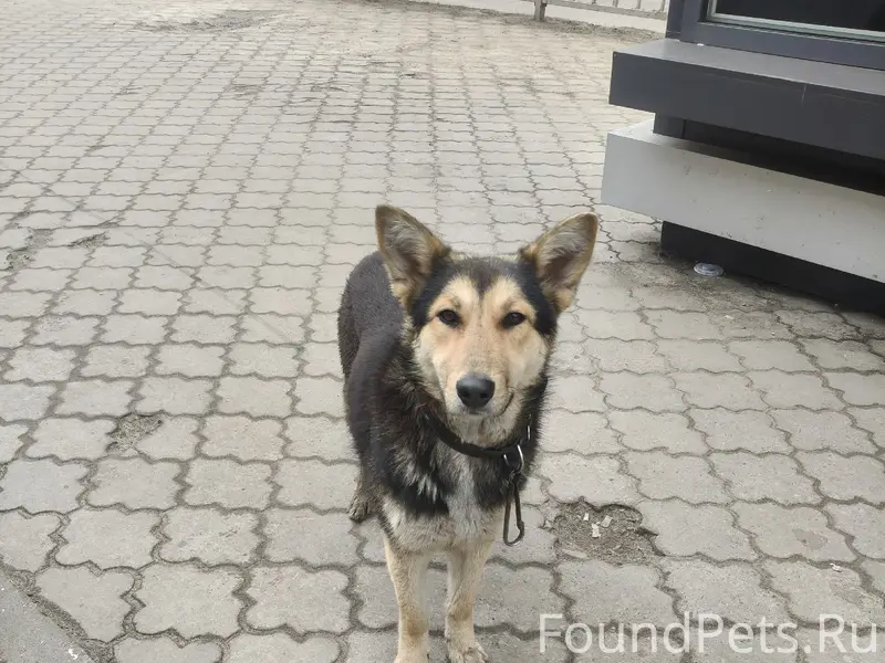 Пропала собака, район цирка, ТЦ Пассаж Солнечный рай