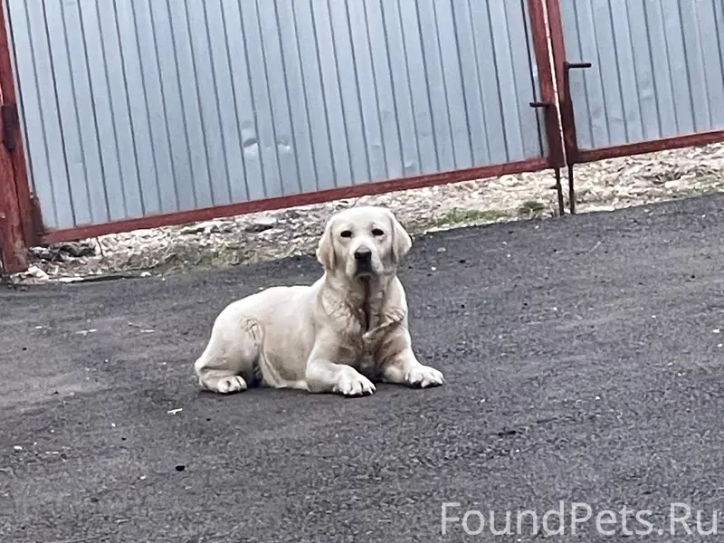 Пропала собака, район Мясокомбината