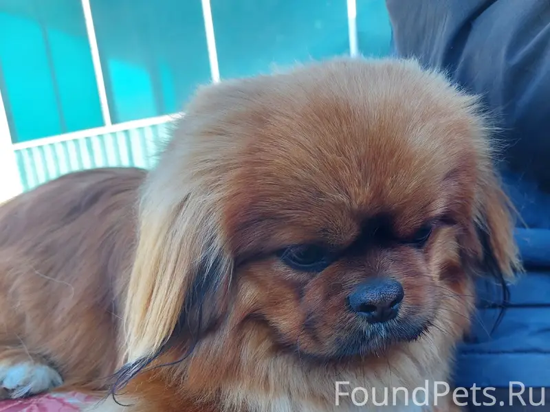 Пропал пёс, 