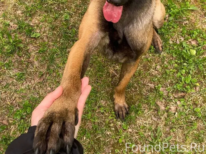 Пропала малинуа, Свердловская область, снт-Мелиоратор