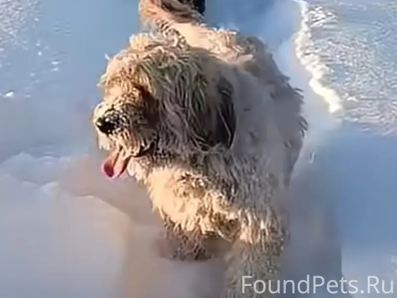 Пропала собака Ляля, Ярославль - Тутаев