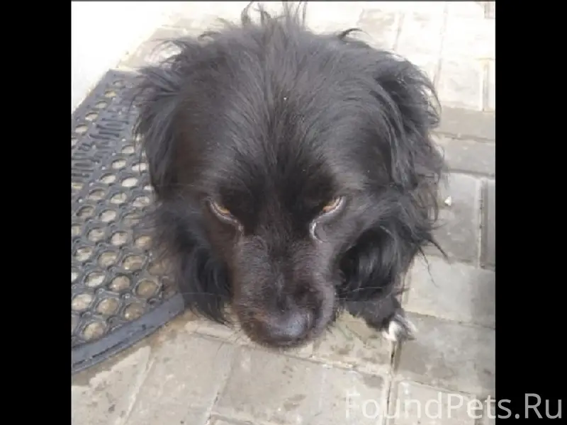 Пропал пёс Дружок, п. Сатинка