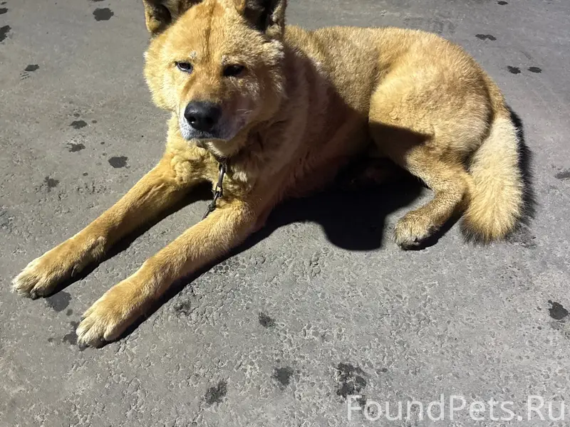 Пропала собака, метис Американской Акиты, Протасово