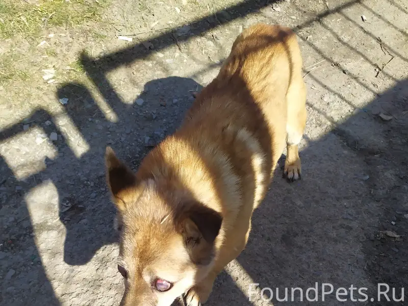 Пропала собака, пересечение Ленина и М. Горького