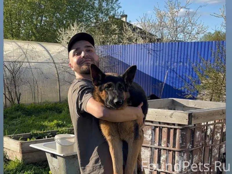 Пропала собака Джетта, Верхняя Пышма